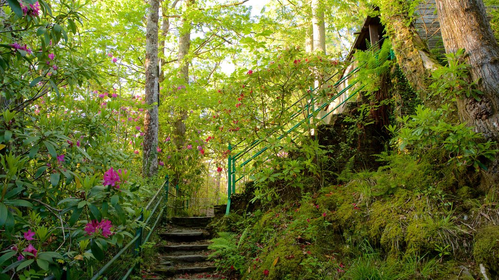 Devil\'s Bridge showing a garden and flowers