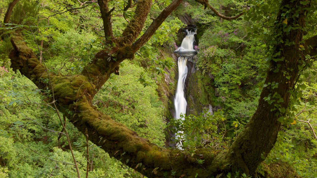 Devil\'s Bridge which includes a cascade, forests and tranquil scenes