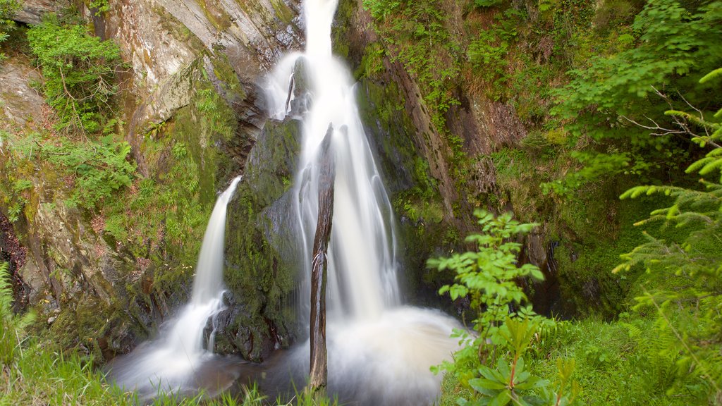 Devil\'s Bridge which includes a waterfall, forest scenes and a pond