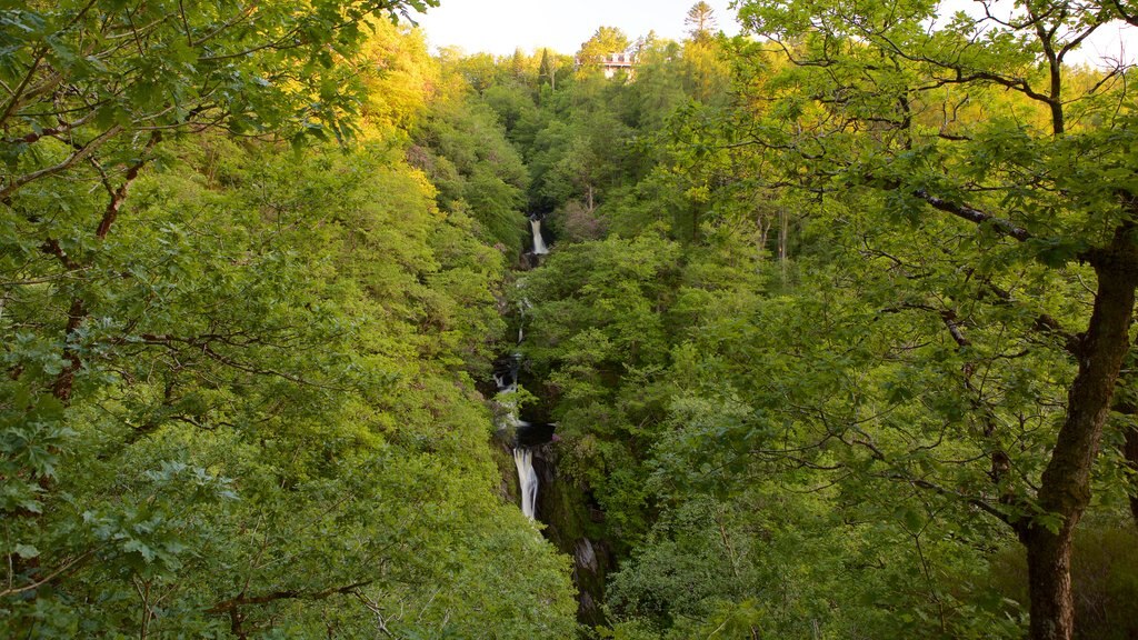 Devil\'s Bridge featuring a waterfall, forests and tranquil scenes