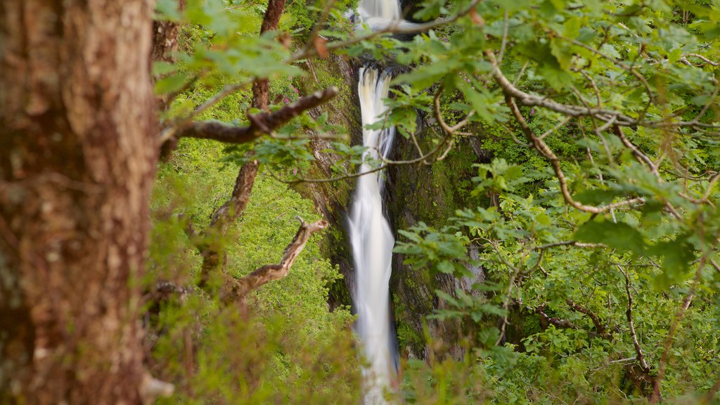 Devil\'s Bridge mostrando escenas tranquilas, una cascada y escenas forestales