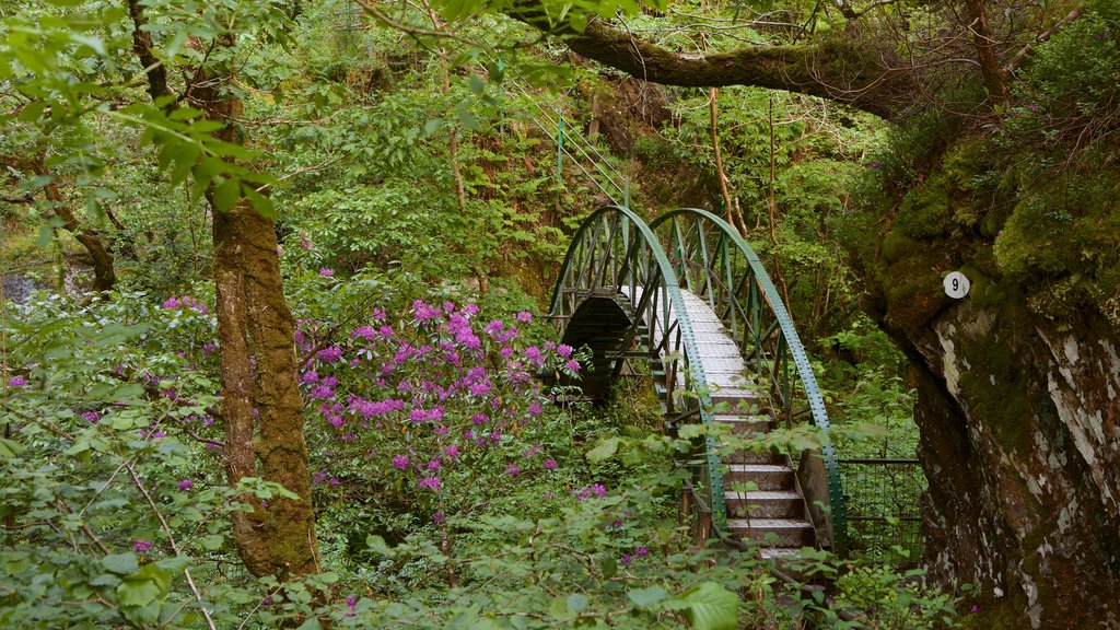 Devil\'s Bridge featuring a bridge, tranquil scenes and forest scenes