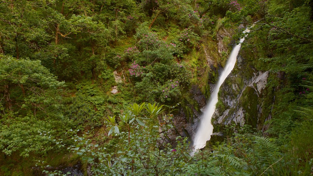 Devil\'s Bridge que incluye una catarata, bosques y escenas tranquilas