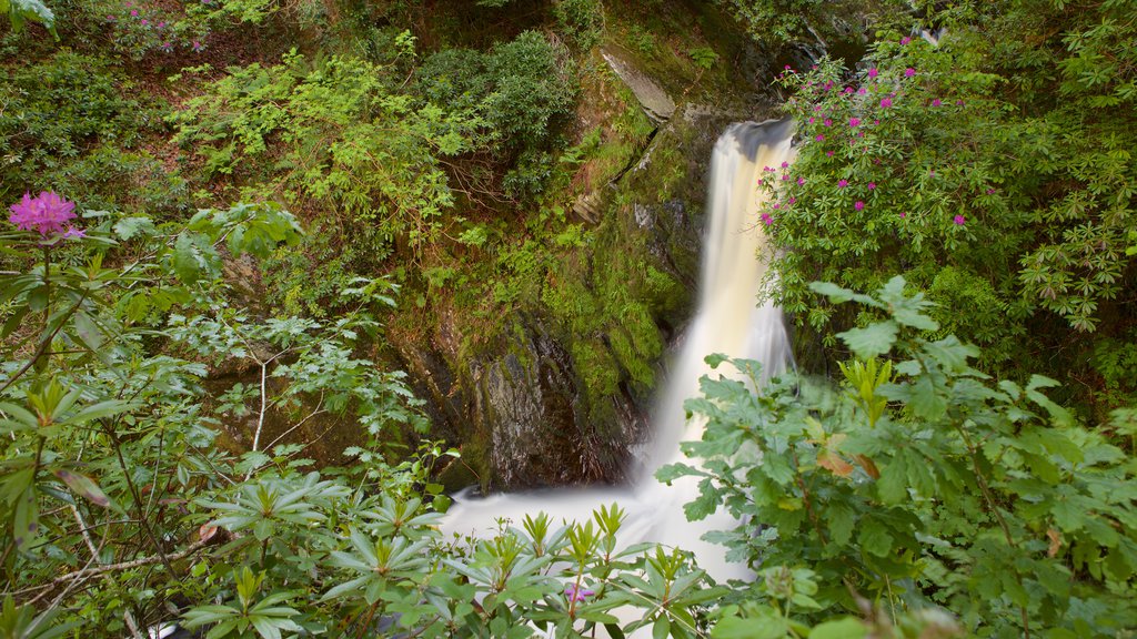 Devil\'s Bridge which includes forest scenes, wild flowers and a cascade