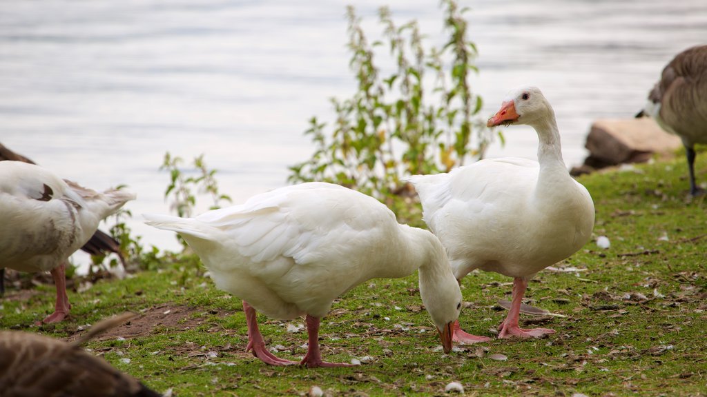 Roath Park showing a park, bird life and a lake or waterhole