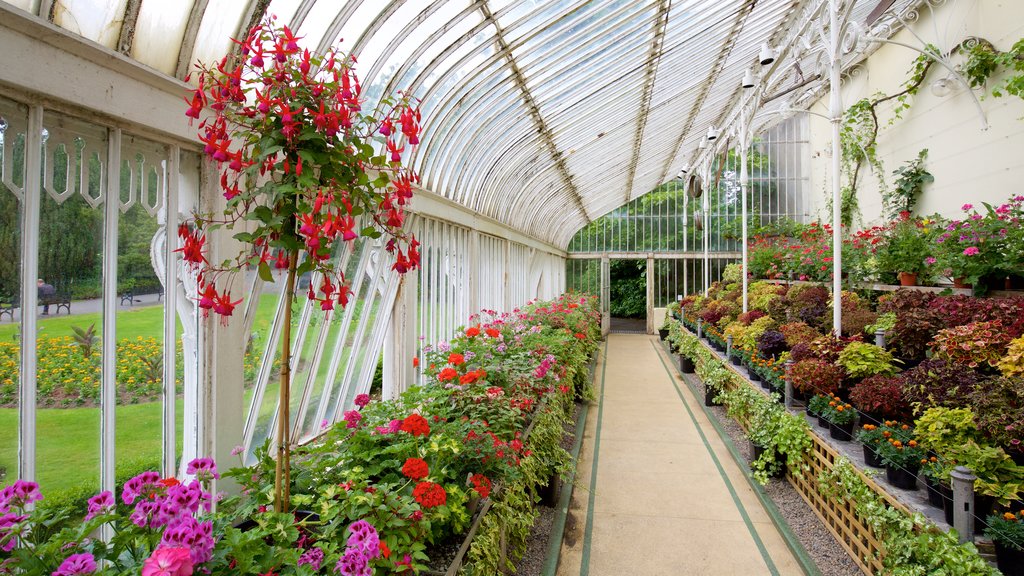 Belfast Botanic Gardens showing flowers, interior views and heritage elements