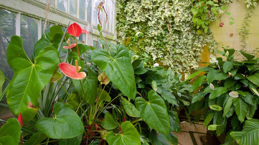 Belfast Botanic Gardens which includes flowers, interior views and heritage elements