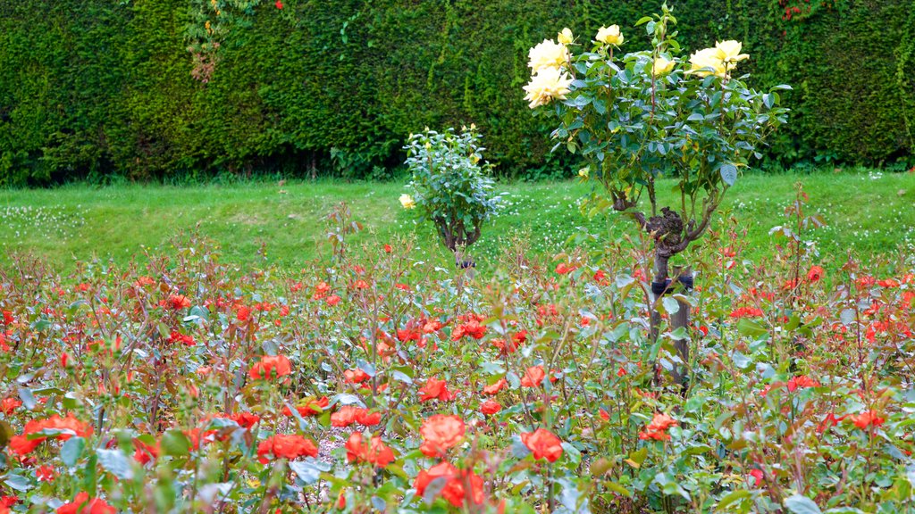 Belfast Botanic Gardens showing heritage elements, flowers and a park