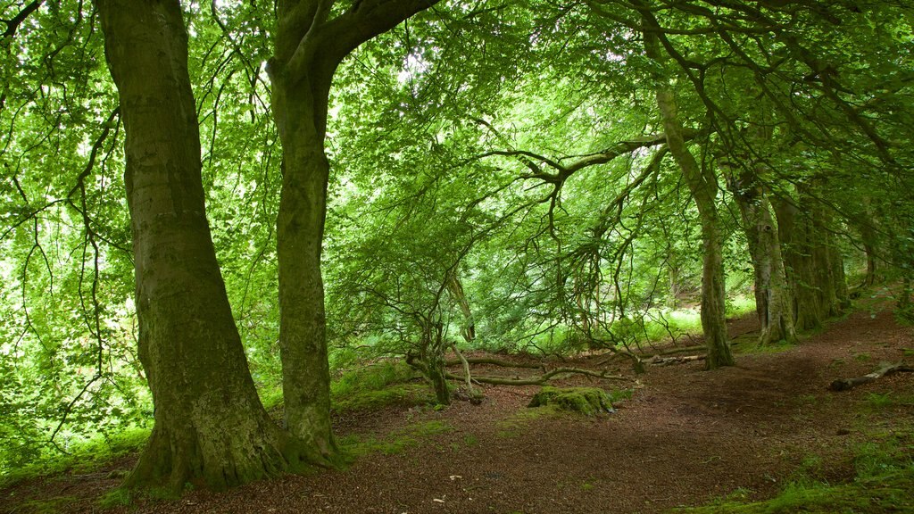 Cave Hill Country Park showing a garden