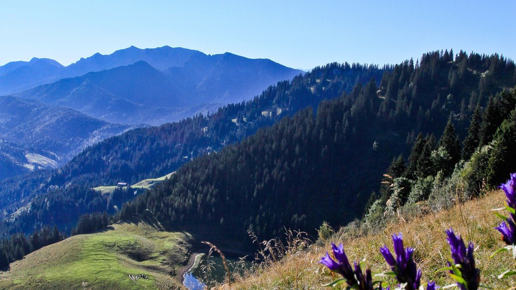 Spitzingsee which includes forest scenes, landscape views and tranquil scenes