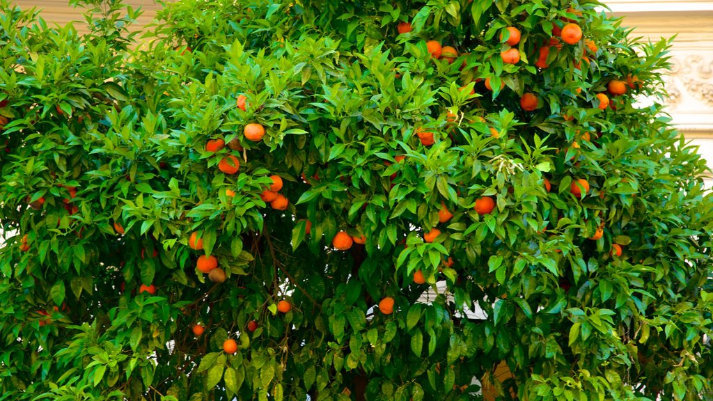 Via XX Settembre ofreciendo comida y un jardín