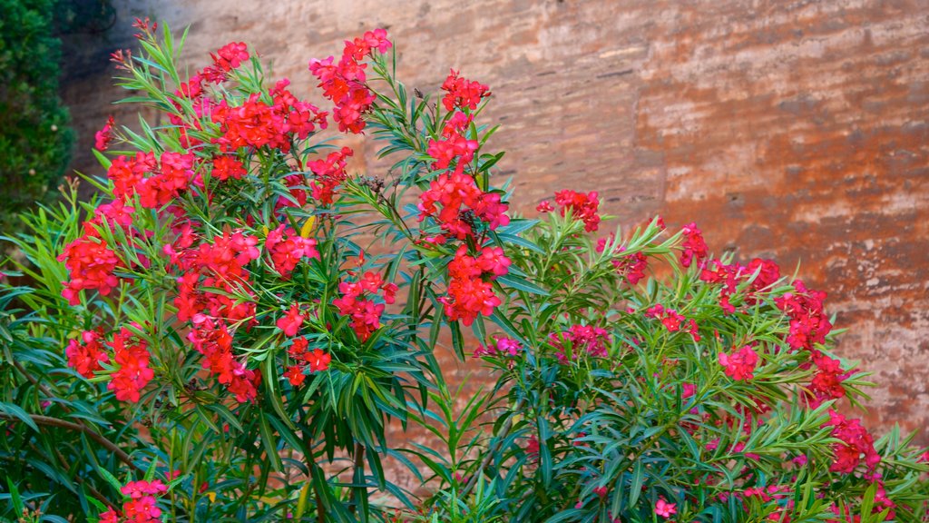 Sallustiano ofreciendo flores