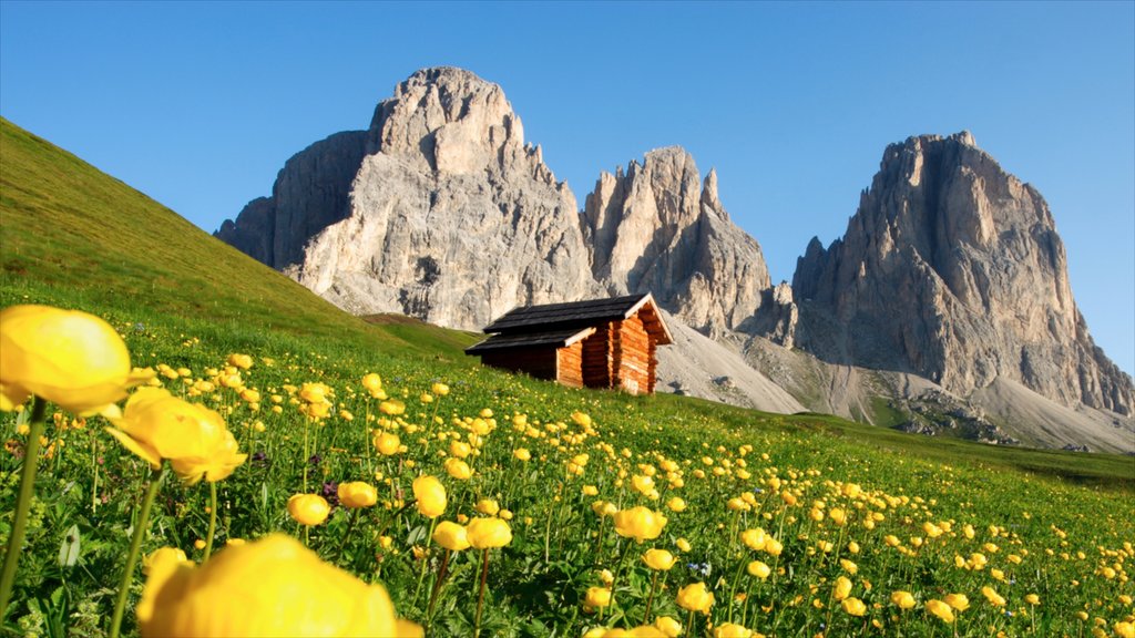 Fassa Valley caracterizando uma casa, flores silvestres e montanhas