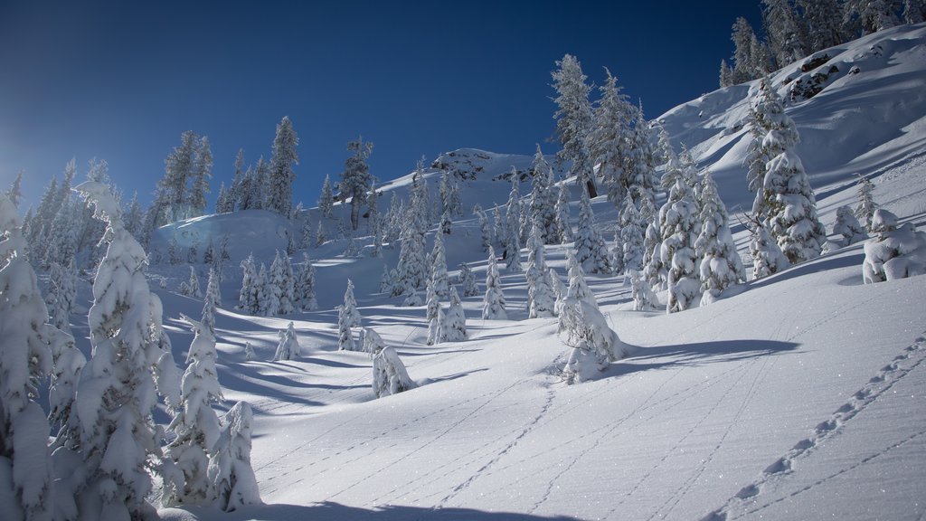 Alpine Meadows Ski Resort showing tranquil scenes, mountains and snow