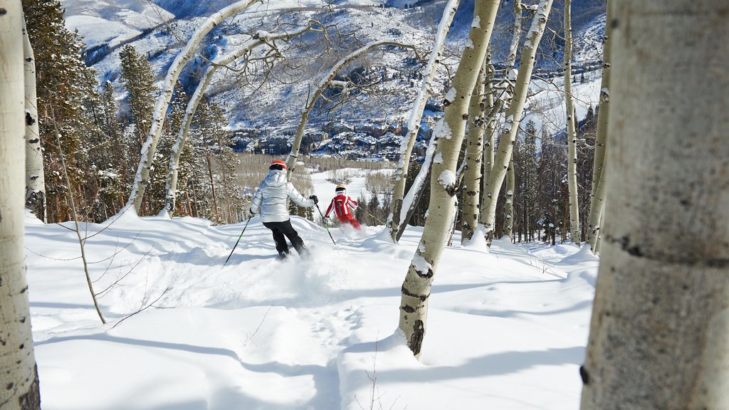 Beaver Creek Ski Area which includes snow, snow skiing and forests