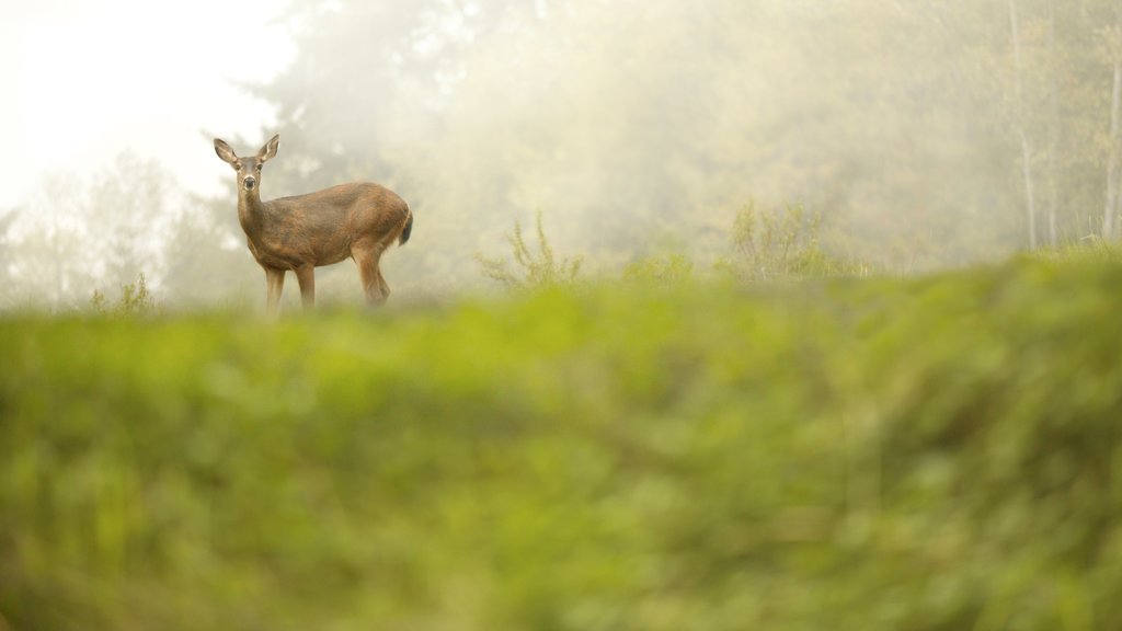 Côte de Washington montrant animaux terrestres