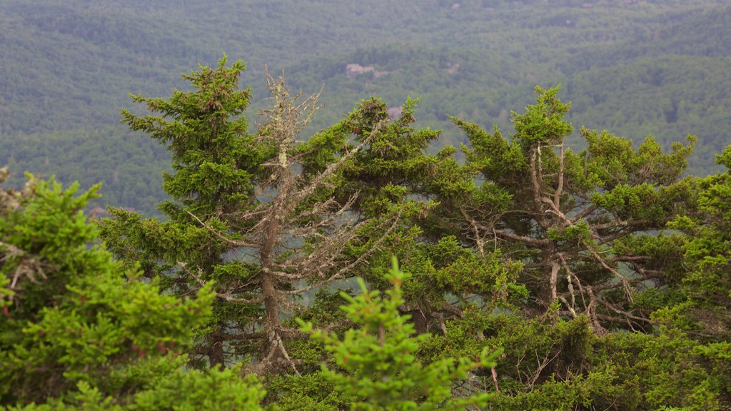 Grandfather Mountain showing forests and tranquil scenes