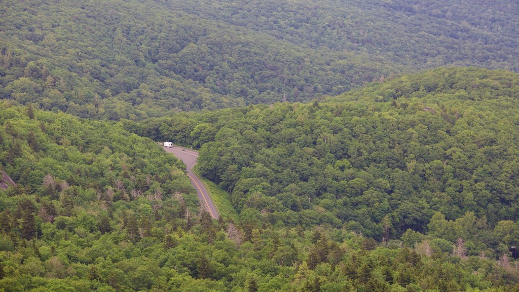 Grandfather Mountain mostrando bosques