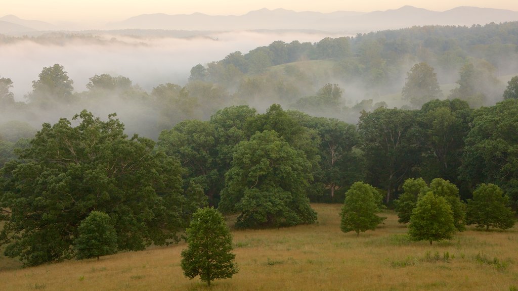 Biltmore Estate que incluye escenas tranquilas y imágenes de bosques