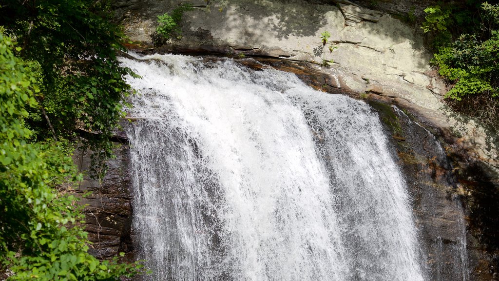 Pisgah Forest que incluye escenas forestales y una cascada