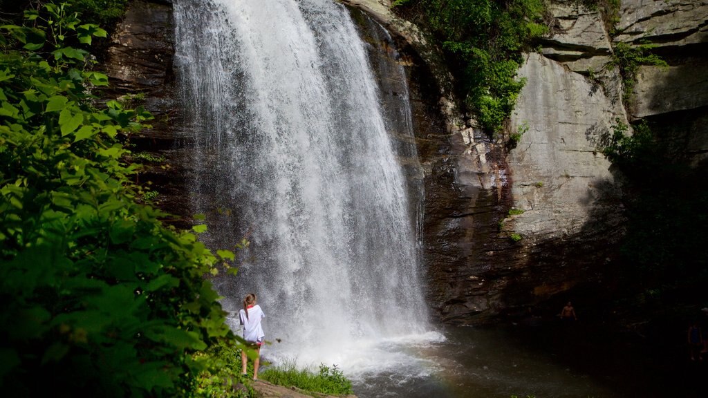 Pisgah Forest que incluye cataratas y imágenes de bosques y también un niño