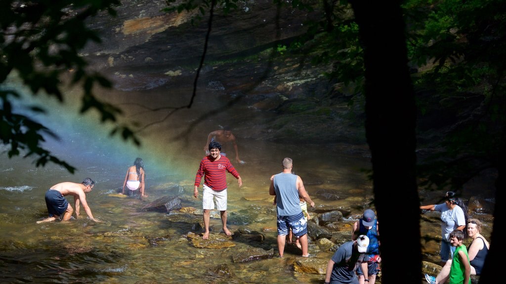 Pisgah Forest showing a river or creek, swimming and forests