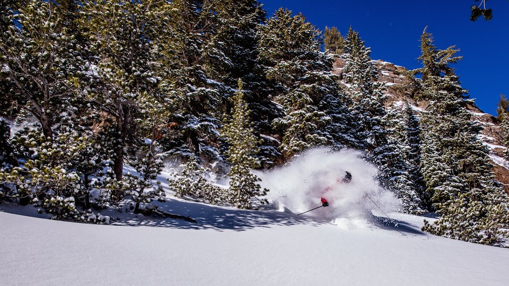 Mammoth Mountain presenterar snö, utförsåkning och skogslandskap