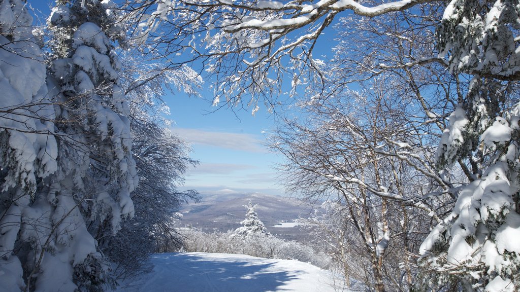 Okemo Valley Golf Club showing snow and forest scenes