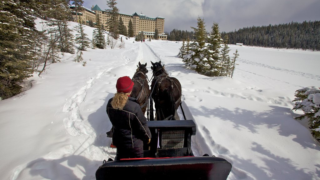 Lake Louise que inclui neve e cavalgada assim como uma mulher sozinha