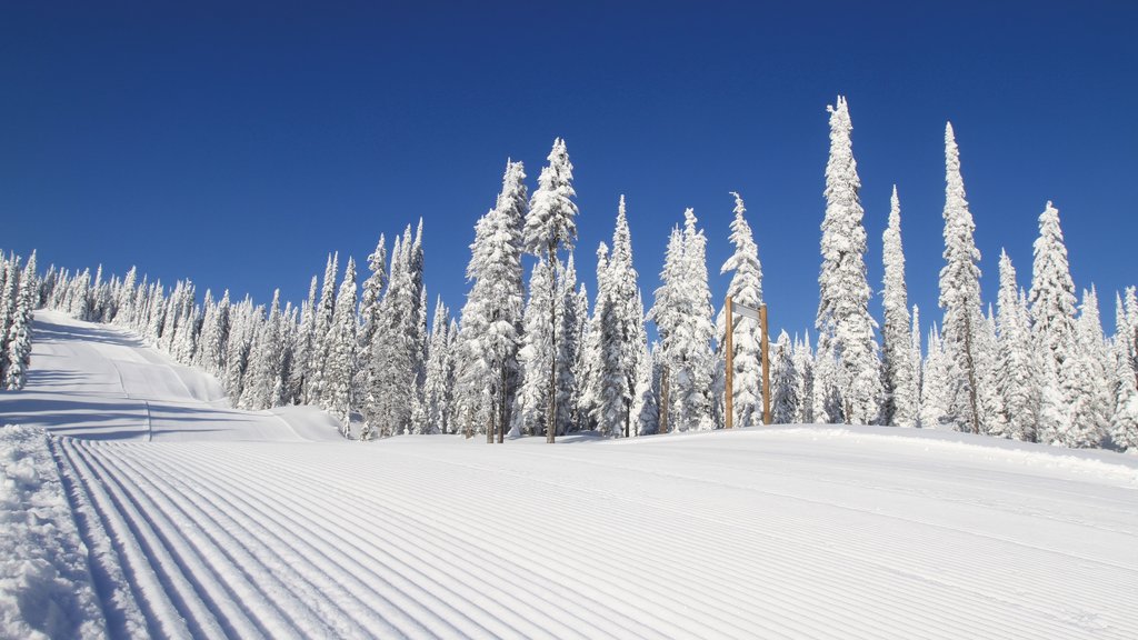 Silver Star Ski Resort showing snow and forest scenes