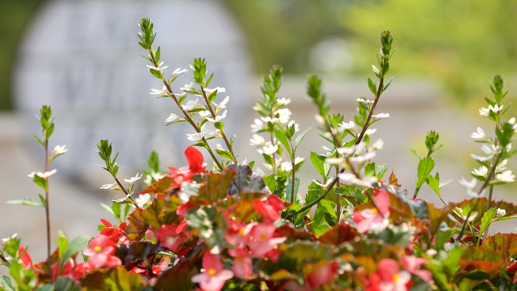 Richmond Hill mostrando um parque e flores