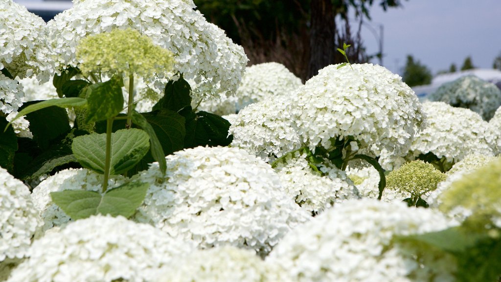 Mississauga og byder på blomster