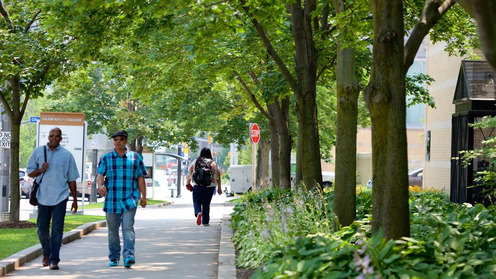 Mississauga mostrando cenas de rua assim como um pequeno grupo de pessoas