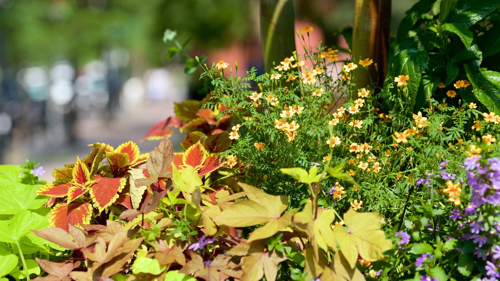 Centre-ville de Toronto qui includes fleurs