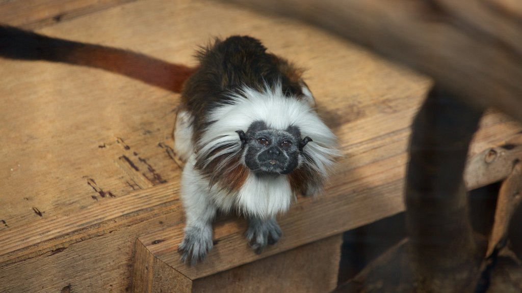 魔法植物園 呈现出 可愛或友善的動物