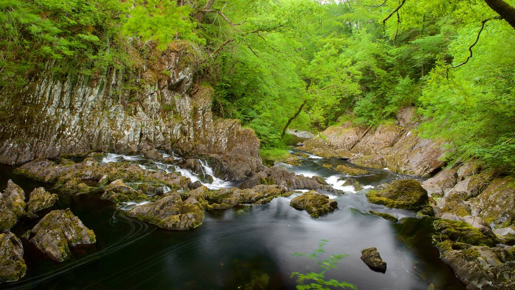 Swallow Falls which includes a river or creek and forests