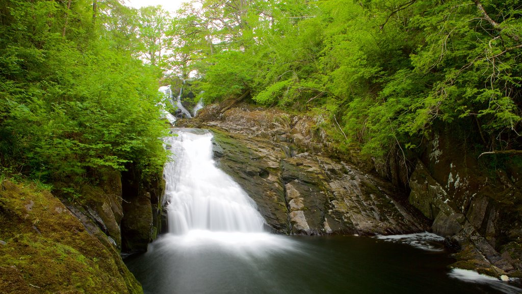 Swallow Falls que inclui um rio ou córrego, cenas de floresta e uma cachoeira