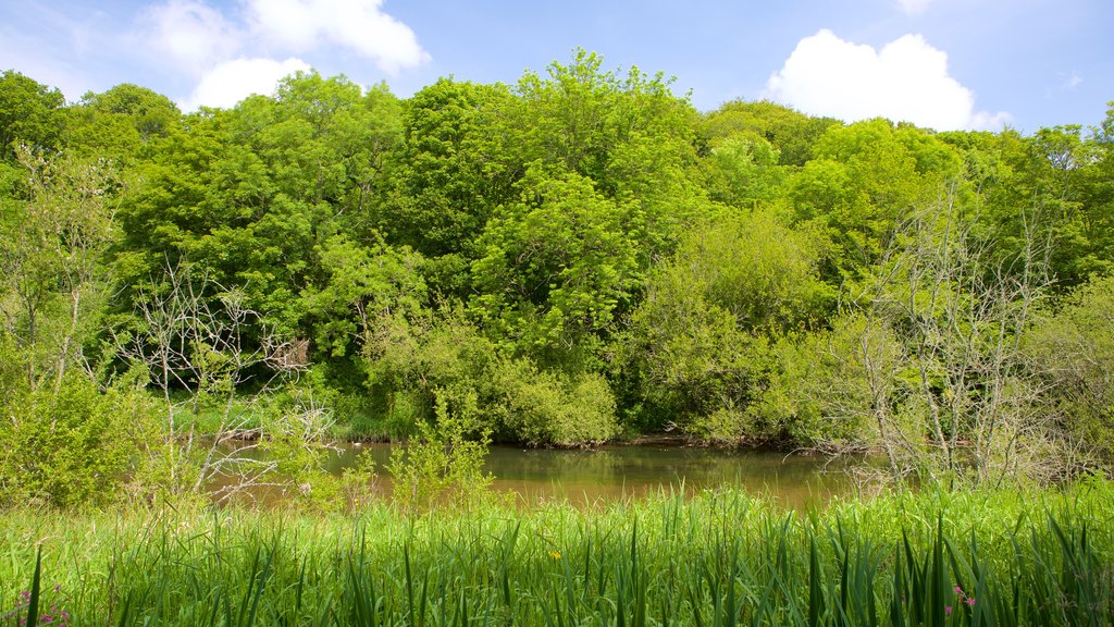 Llangefni which includes forests and a river or creek