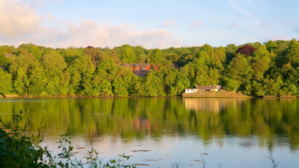 Menai Bridge showing forest scenes and a river or creek