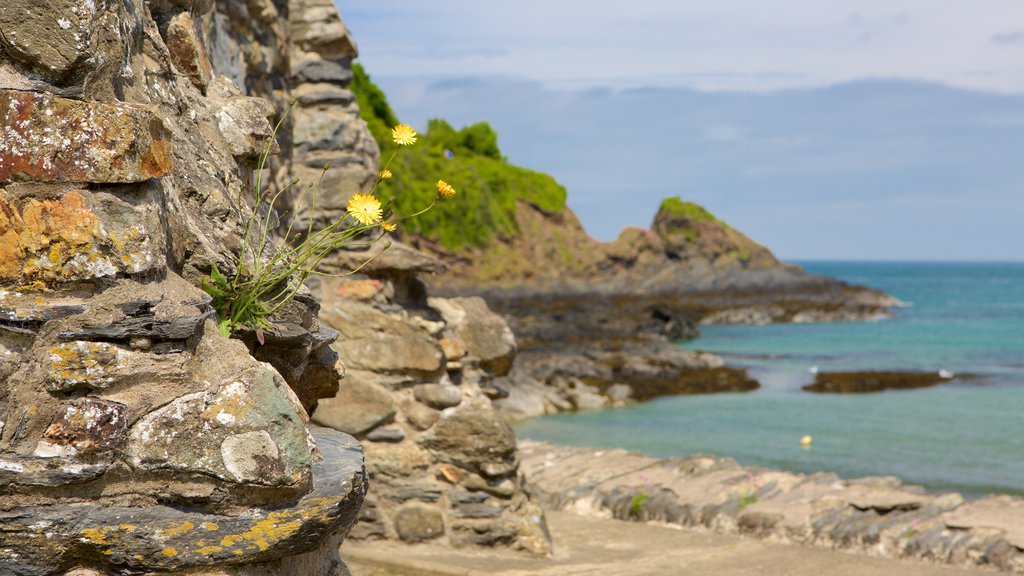 Pembrokeshire Coast National Park showing wild flowers and general coastal views