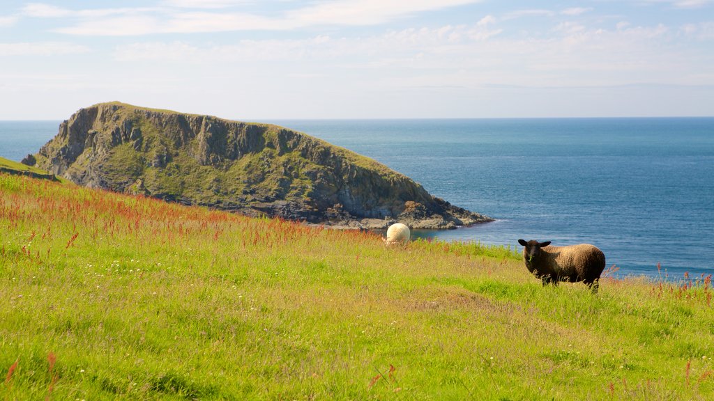 Pembrokeshire Coast National Park which includes farmland, general coastal views and land animals