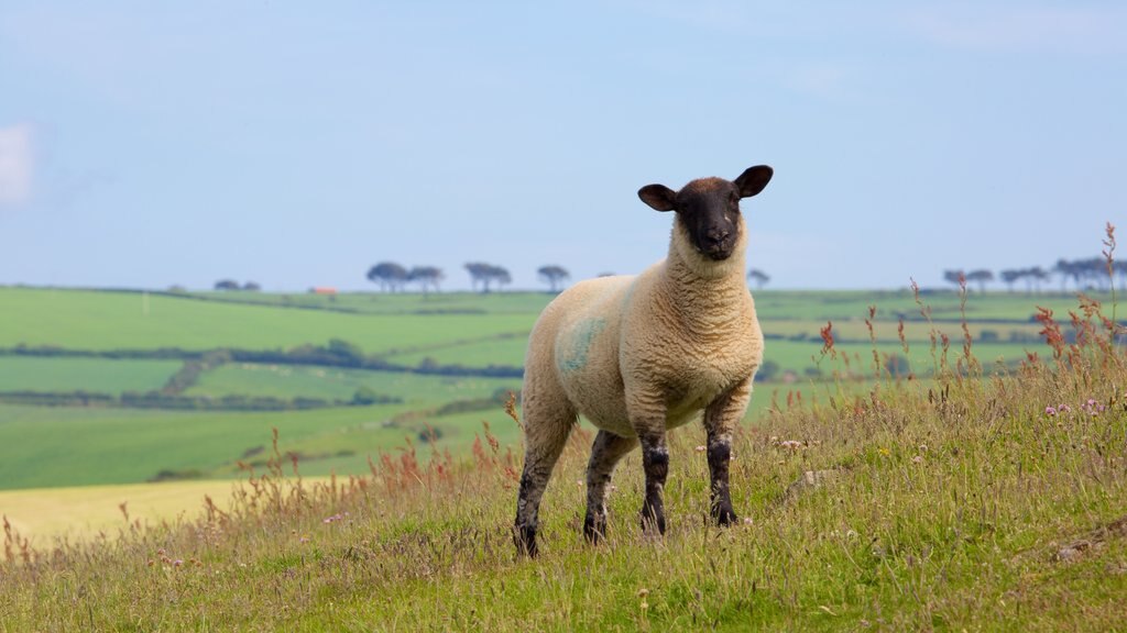 Pembrokeshire Coast National Park showing land animals and farmland