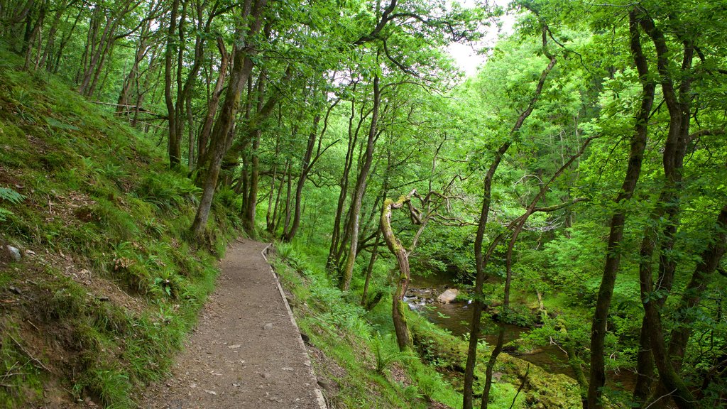 Brecon Beacons National Park featuring rainforest and hiking or walking