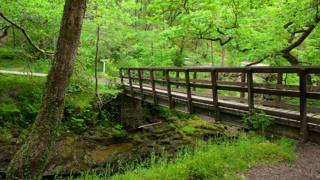 Parque Nacional Brecon Beacons que incluye selva y un puente