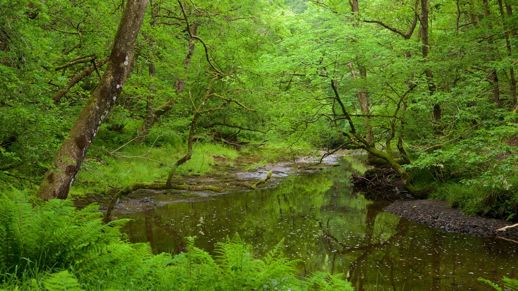 Brecon Beacons National Park showing rainforest and a river or creek