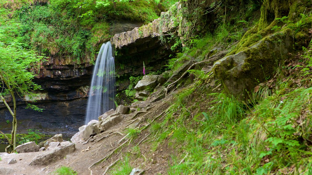 Parque Nacional Brecon Beacons mostrando uma cachoeira e floresta tropical