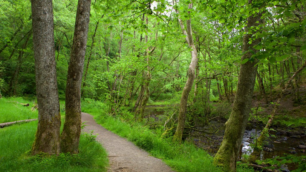 Taman Nasional Brecon Beacons menunjukkan hutan hujan dan hiking