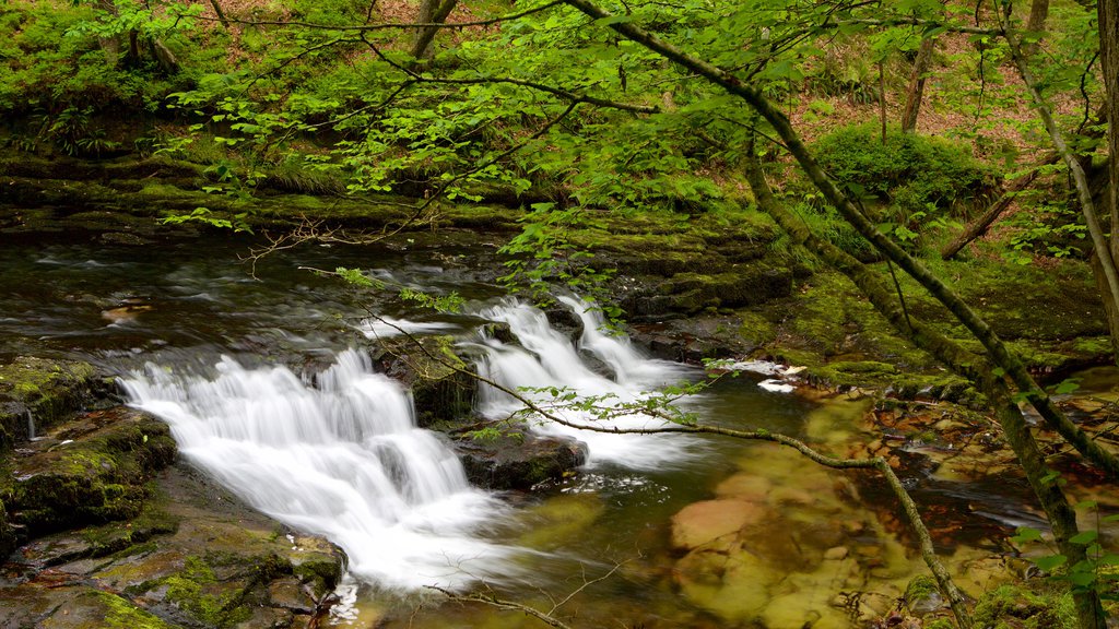 Brecon Beacons National Park featuring rainforest, a river or creek and a cascade