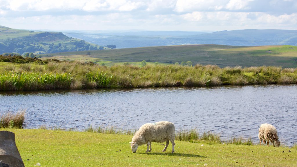 Parque Nacional Brecon Beacons mostrando tierras de cultivo, un lago o abrevadero y animales terrestres