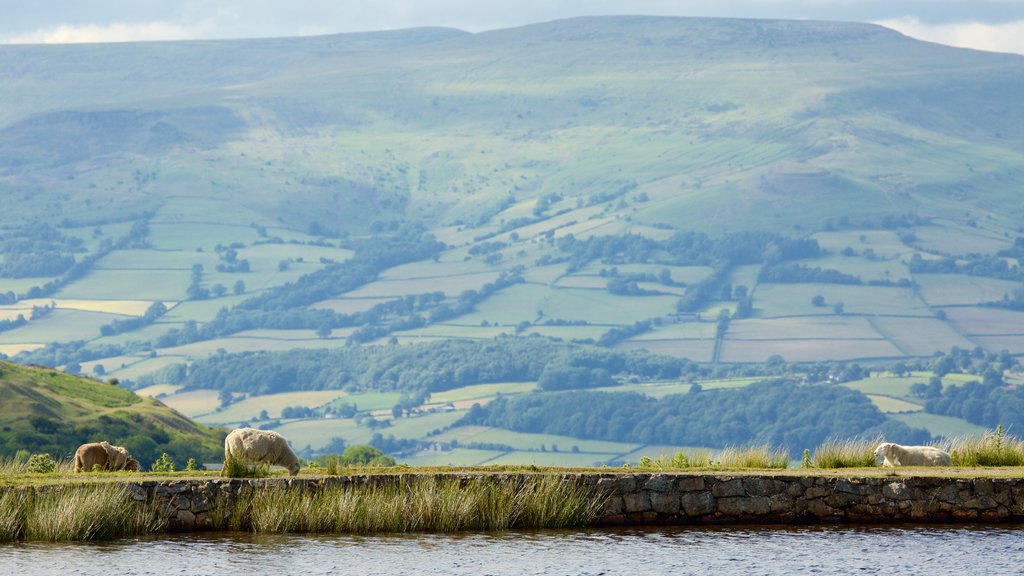 Parque Nacional Brecon Beacons que incluye un lago o espejo de agua, granja y animales terrestres